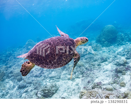 水面で息継ぎをするアオウミガメ他。美しいサンゴ礁と熱帯魚の群れ。 阿嘉島阿嘉ビーチ沖縄県島尻郡慶良間 138298831