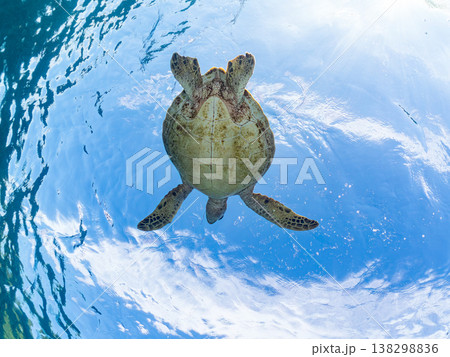 水面で息継ぎをするアオウミガメ他。美しいサンゴ礁と熱帯魚の群れ。 阿嘉島阿嘉ビーチ沖縄県島尻郡慶良間 138298836