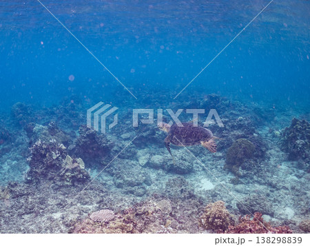 水面で息継ぎをするアオウミガメ他。美しいサンゴ礁と熱帯魚の群れ。 阿嘉島阿嘉ビーチ沖縄県島尻郡慶良間 138298839
