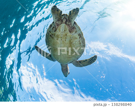 水面で息継ぎをするアオウミガメ他。美しいサンゴ礁と熱帯魚の群れ。 阿嘉島阿嘉ビーチ沖縄県島尻郡慶良間 138298840