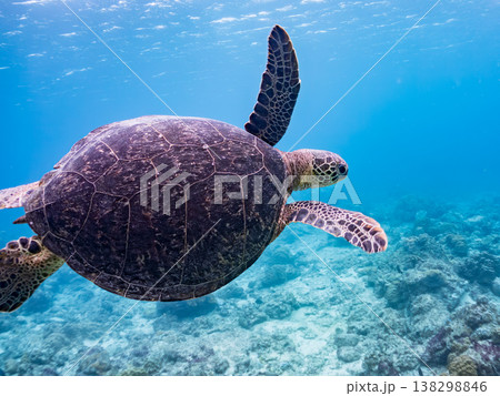 水面で息継ぎをするアオウミガメ他。美しいサンゴ礁と熱帯魚の群れ。 阿嘉島阿嘉ビーチ沖縄県島尻郡慶良間 138298846