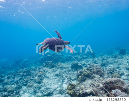 水面で息継ぎをするアオウミガメ他。美しいサンゴ礁と熱帯魚の群れ。 阿嘉島阿嘉ビーチ沖縄県島尻郡慶良間 水面で息継ぎをするアオウミガメ他。美しいサンゴ礁と熱帯魚の群れ。 阿嘉島阿嘉ビーチ沖縄県島尻郡慶良間 138298850
