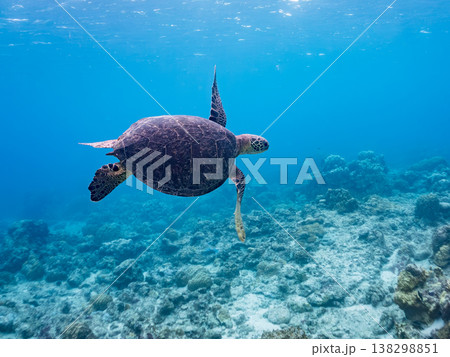 水面で息継ぎをするアオウミガメ他。美しいサンゴ礁と熱帯魚の群れ。 阿嘉島阿嘉ビーチ沖縄県島尻郡慶良間 水面で息継ぎをするアオウミガメ他。美しいサンゴ礁と熱帯魚の群れ。 阿嘉島阿嘉ビーチ沖縄県島尻郡慶良間 138298851