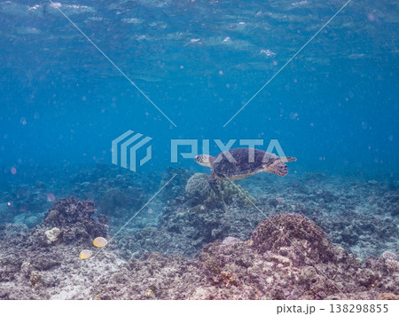 水面で息継ぎをするアオウミガメ他。美しいサンゴ礁と熱帯魚の群れ。 阿嘉島阿嘉ビーチ沖縄県島尻郡慶良間 水面で息継ぎをするアオウミガメ他。美しいサンゴ礁と熱帯魚の群れ。 阿嘉島阿嘉ビーチ沖縄県島尻郡慶良間 138298855