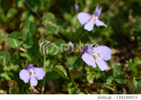 ムラサキサギゴケの花 ムラサキサギゴケの花 138298915