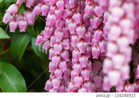 春の日差しを浴びて咲く満開のアセビの花 138298923