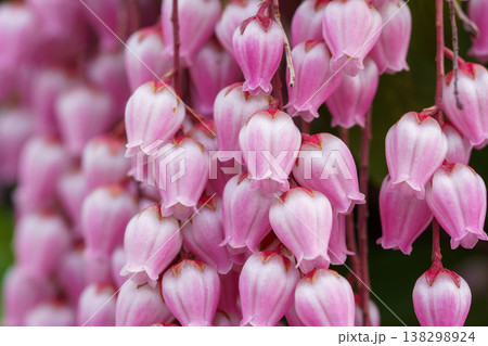 春の日差しを浴びて咲く満開のアセビの花 138298924
