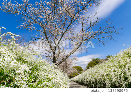 青空に映える満開の桜とユキヤナギ(愛知県豊田市 愛知県緑化センター) 青空に映える満開の桜とユキヤナギ(愛知県豊田市 愛知県緑化センター) 138298976
