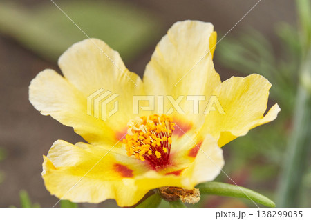Close up of vibrant yellow portulaca flower with red accents in bloom 138299035