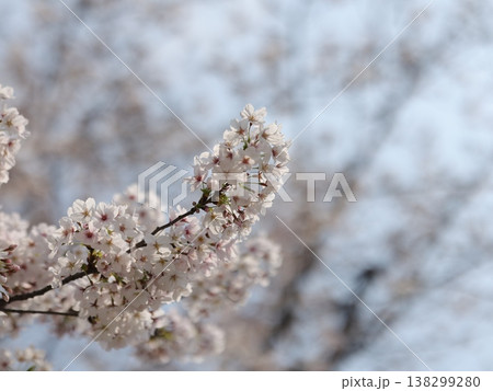 錦糸公園の桜 138299280