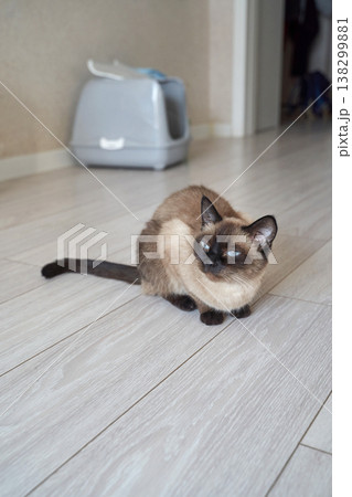 Siamese cat lying on floor in home interior with litter box in background showing everyday Siamese cat lying on floor in home interior with litter box in background showing everyday 138299881