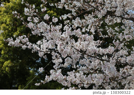 錦糸公園の桜 138300322