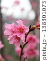 桜 さくら サクラ 138301073