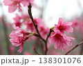 桜 さくら サクラ 138301076