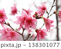 桜 さくら サクラ 138301077