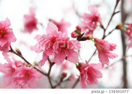 桜 さくら サクラ 138301077