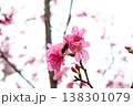 桜 さくら サクラ 138301079