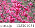桜 さくら サクラ 138301081