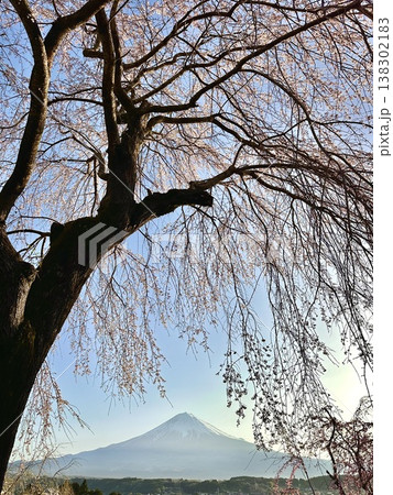富士山と枝垂桜 富士山と枝垂桜 138302183