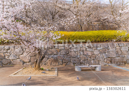 (山梨県) 桜咲く舞鶴城公園(甲府城跡) (山梨県) 桜咲く舞鶴城公園(甲府城跡) 138302611