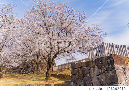 （山梨県） 桜咲く舞鶴城公園（甲府城跡） 138302613