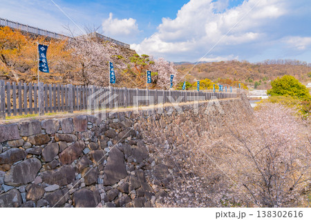 (山梨県) 桜咲く舞鶴城公園(甲府城跡) (山梨県) 桜咲く舞鶴城公園(甲府城跡) 138302616