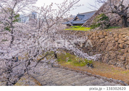 (山梨県) 桜咲く舞鶴城公園(甲府城跡) (山梨県) 桜咲く舞鶴城公園(甲府城跡) 138302620