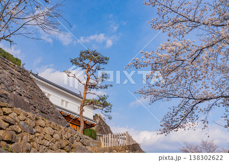 （山梨県） 桜咲く舞鶴城公園（甲府城跡） 138302622