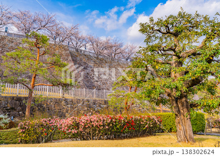 (山梨県) 桜咲く舞鶴城公園(甲府城跡) (山梨県) 桜咲く舞鶴城公園(甲府城跡) 138302624