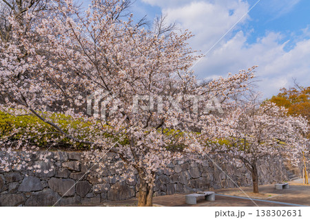 (山梨県) 桜咲く舞鶴城公園(甲府城跡) (山梨県) 桜咲く舞鶴城公園(甲府城跡) 138302631