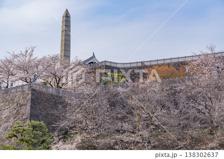 (山梨県) 桜咲く舞鶴城公園(甲府城跡) (山梨県) 桜咲く舞鶴城公園(甲府城跡) 138302637