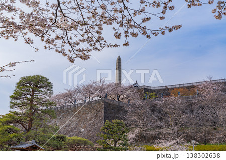 (山梨県) 桜咲く舞鶴城公園(甲府城跡) (山梨県) 桜咲く舞鶴城公園(甲府城跡) 138302638