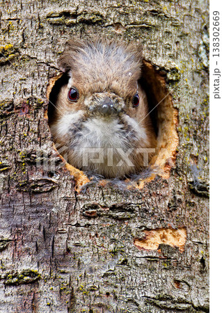 巣穴から姿を見せたコゲラ 138302669