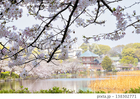 上野不忍池の桜 138302771