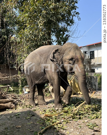 ネパール　チトワン国立公園の像 138302773