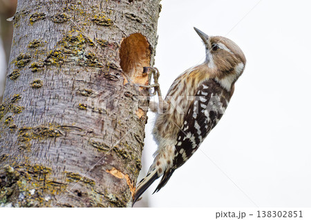 コゲラと完成した巣 138302851