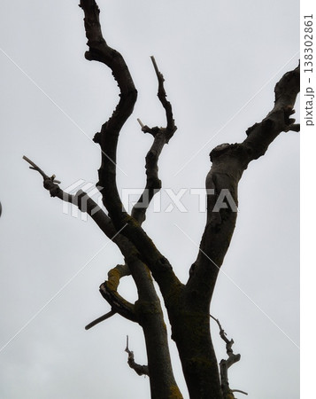 Abstract natural sculpture 138302861