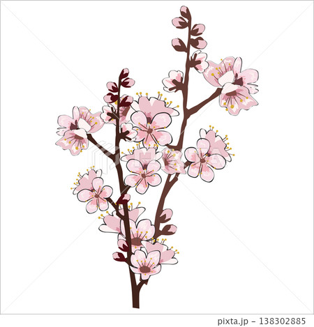 Spring blooming flowers branch Sakura cherry Spring blooming flowers branch Sakura cherry 138302885