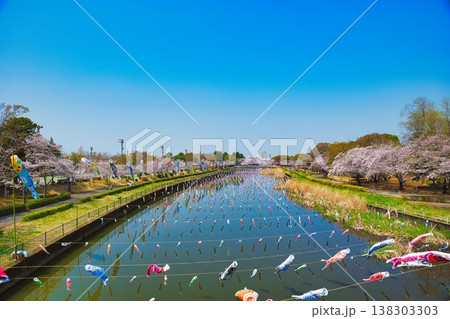 さくらとこいのぼり さくらとこいのぼり 138303303