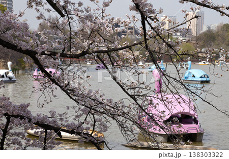 桜と桜色のスワンボート 138303322