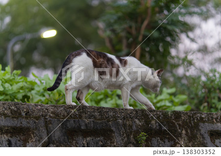 Calico Cat Prowling on Stone Wall by Street Lamp 138303352