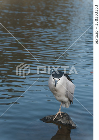 Black-Crowned Night Heron Standing on Rock in Pond 138303353
