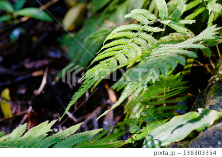 Overhead Close-up of Sunlit Fern Leaves in Mountains 138303354