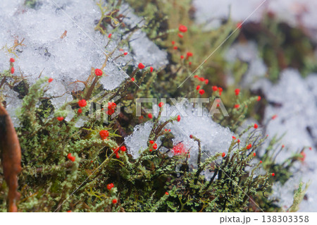 Tiny Red Cup Lichen Emerging Through Melting Snow 138303358