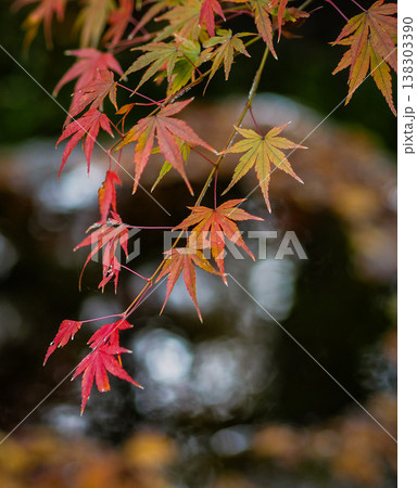 紅葉したモミジ 紅葉したモミジ 138303390