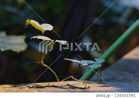 Tender Young Sprout with Yellow-Green Leaves on Concrete Tender Young Sprout with Yellow-Green Leaves on Concrete 138303391