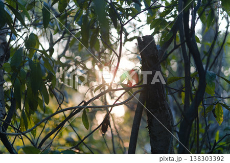 Sun Rays Piercing Through Lush Green Leaves and Tree Trunk Sun Rays Piercing Through Lush Green Leaves and Tree Trunk 138303392