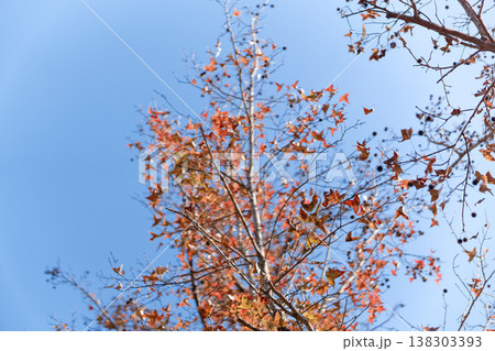 Autumn Tree with Vibrant Red Leaves and Seed Pods Against Blue Sky Autumn Tree with Vibrant Red Leaves and Seed Pods Against Blue Sky 138303393