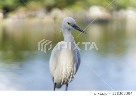 Little Egret Standing Gracefully in Pond 138303394