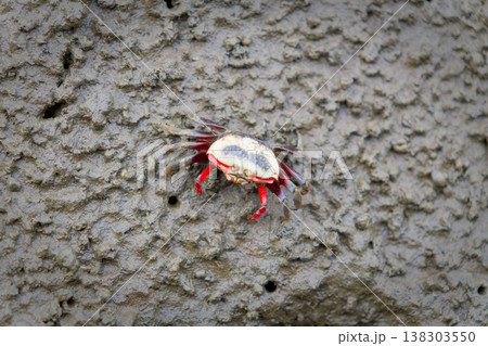Xeruca formosensis Taiwan Endemic Fiddler Crab at Gaomei Wetlands Xeruca formosensis Taiwan Endemic Fiddler Crab at Gaomei Wetlands 138303550